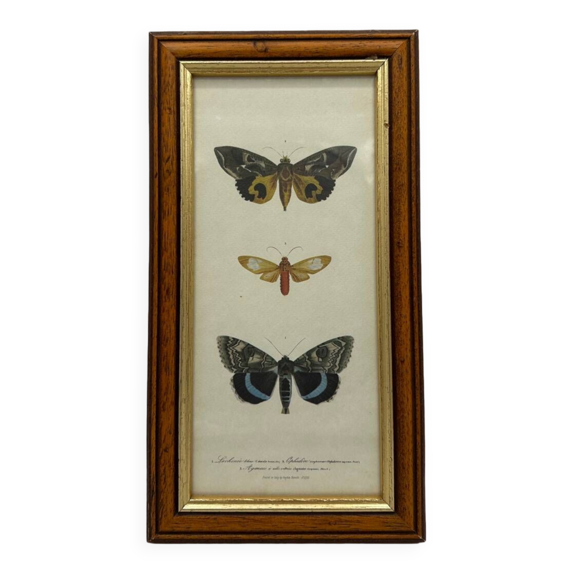 Butterflies lithograph frame
