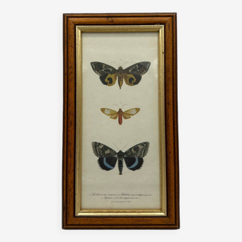 Butterflies lithograph frame