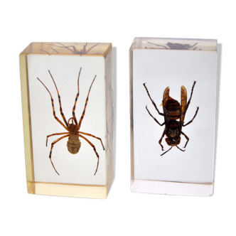 Duo of insects under resin inclusion