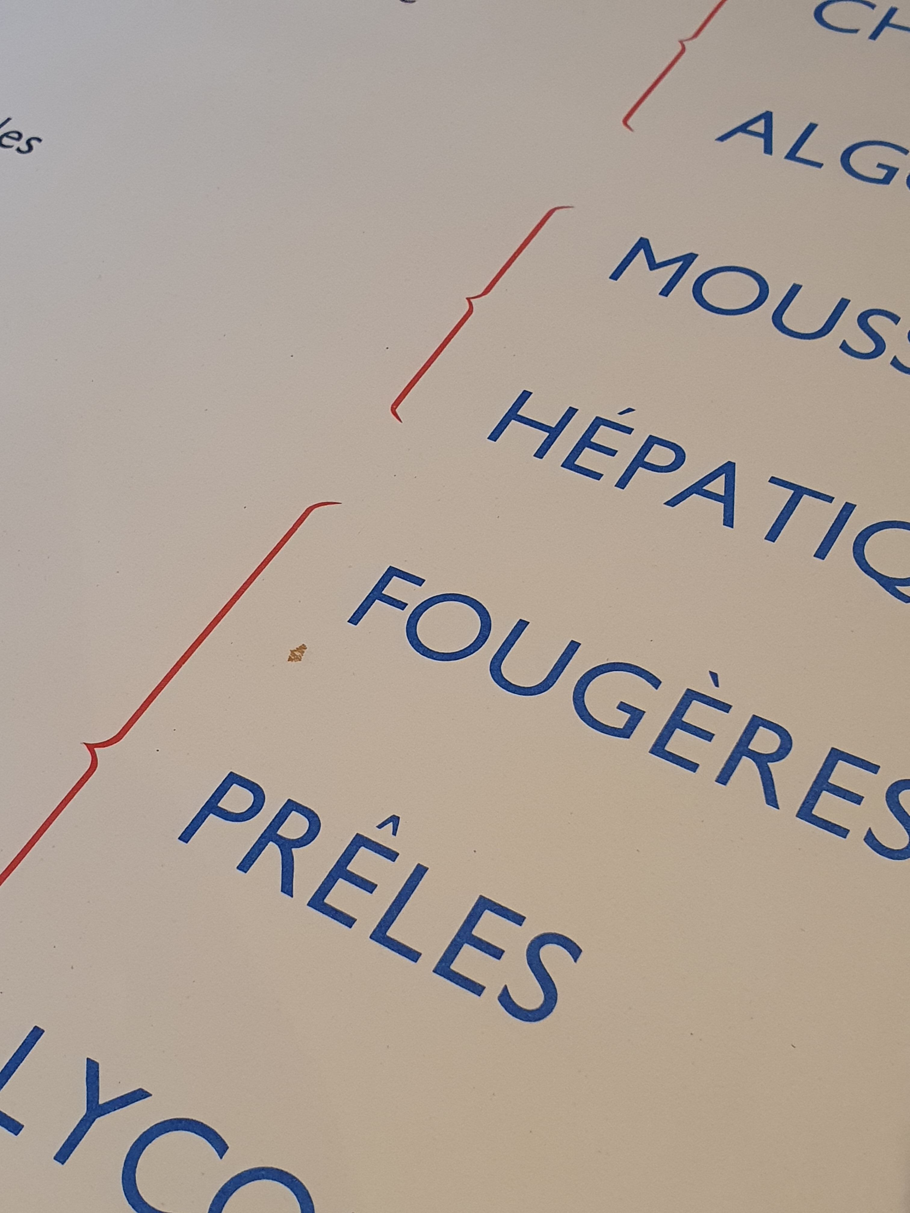 Rossignol school poster