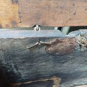 Small French chest from the 17th century in its own juice.