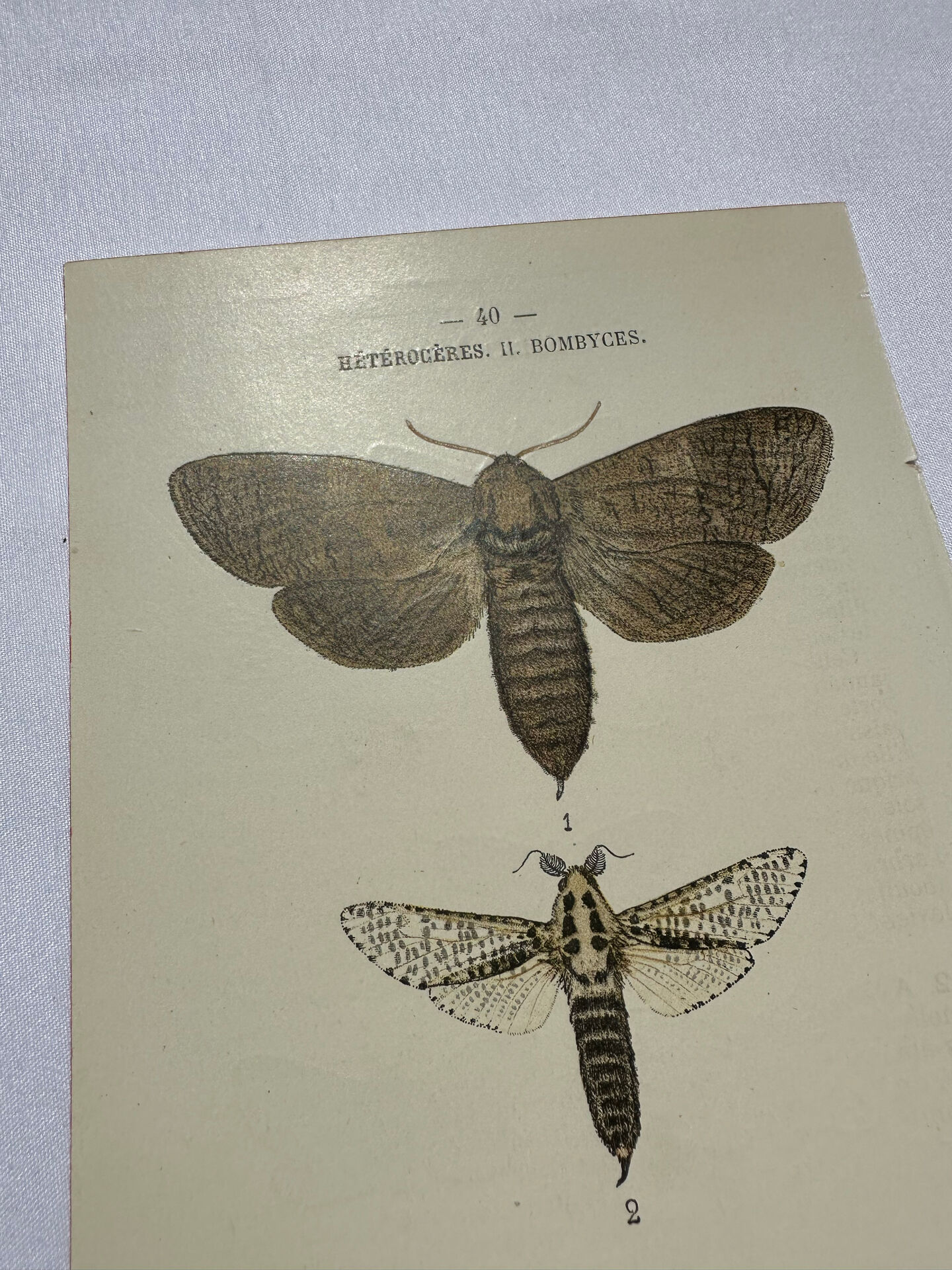 Naturalist engraving butterfly 19th century Botanical plate drawing art