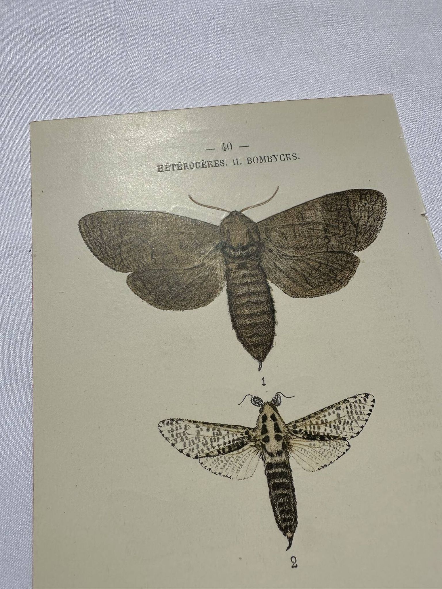 Naturalist engraving butterfly 19th century Botanical plate drawing art