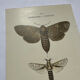 Naturalist engraving butterfly 19th century Botanical plate drawing art