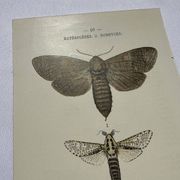 Naturalist engraving butterfly 19th century Botanical plate drawing art