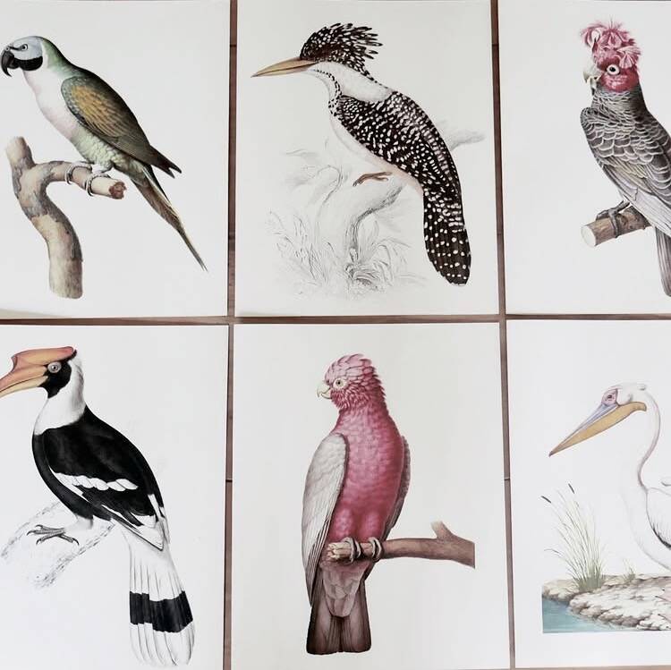 Plates of the bestiary from the Natural History Museum: Rose-breasted Cockatoos.