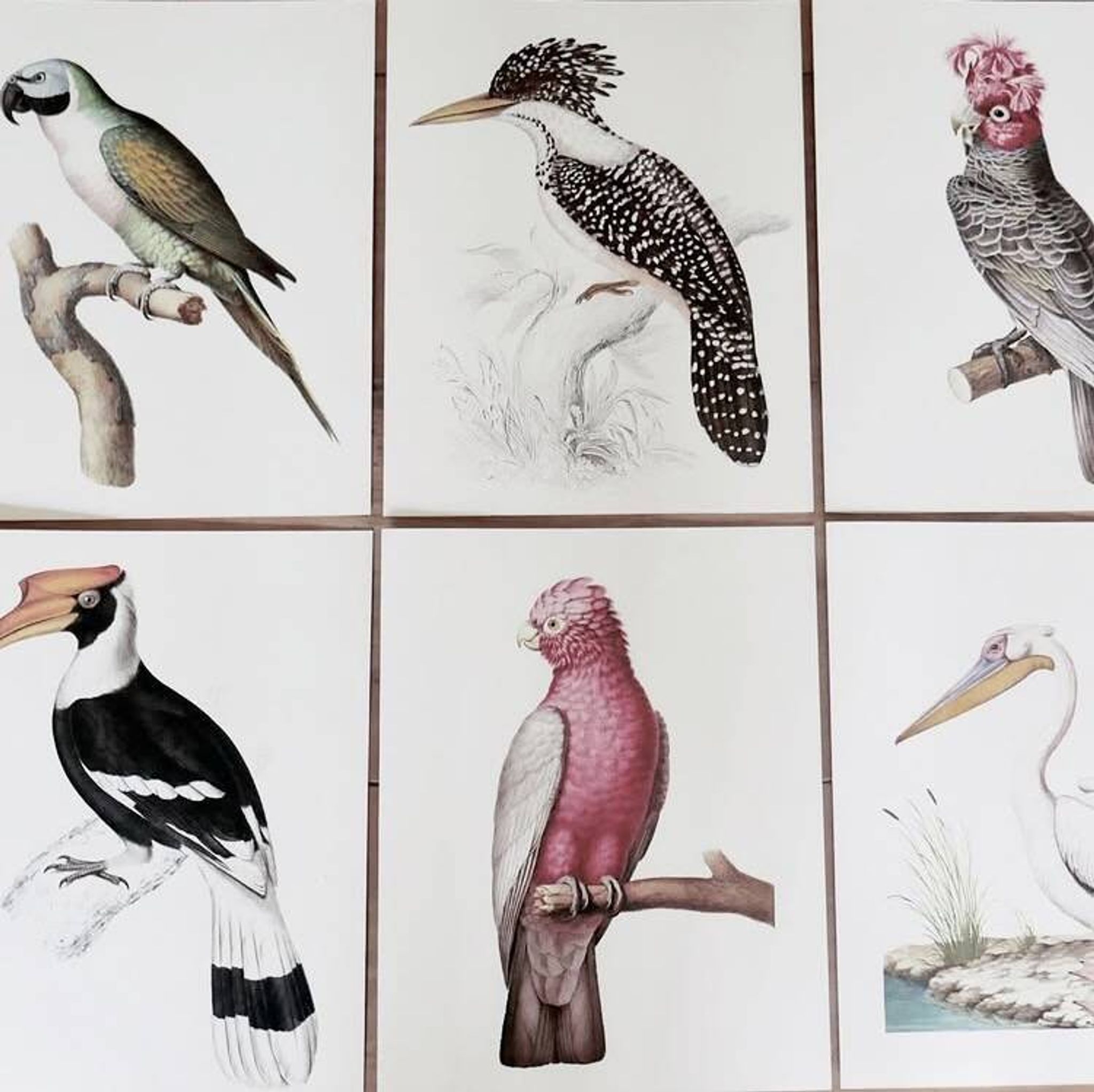 Plates of the bestiary from the Natural History Museum: Rose-breasted Cockatoos.