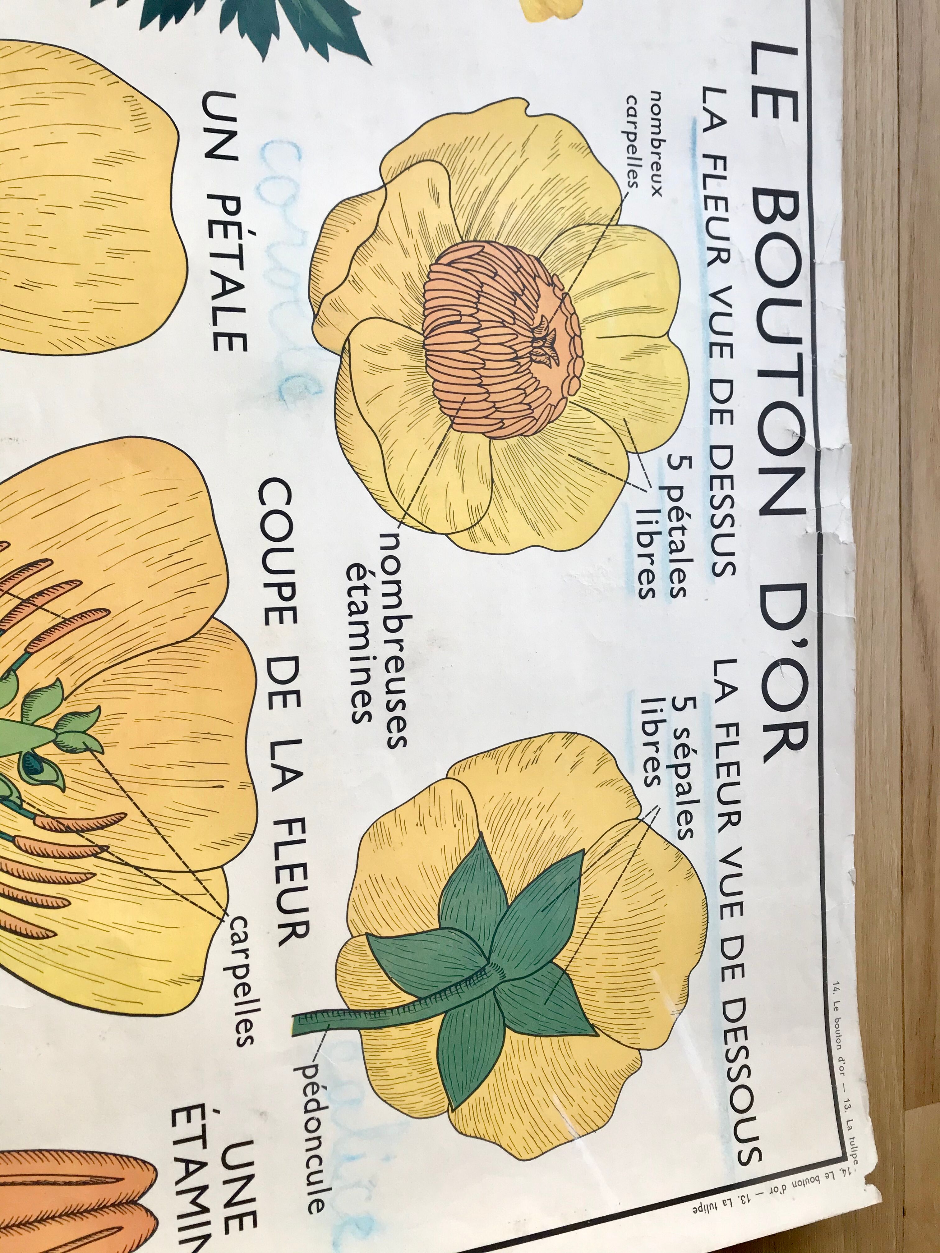 Rossignol pedagogical poster