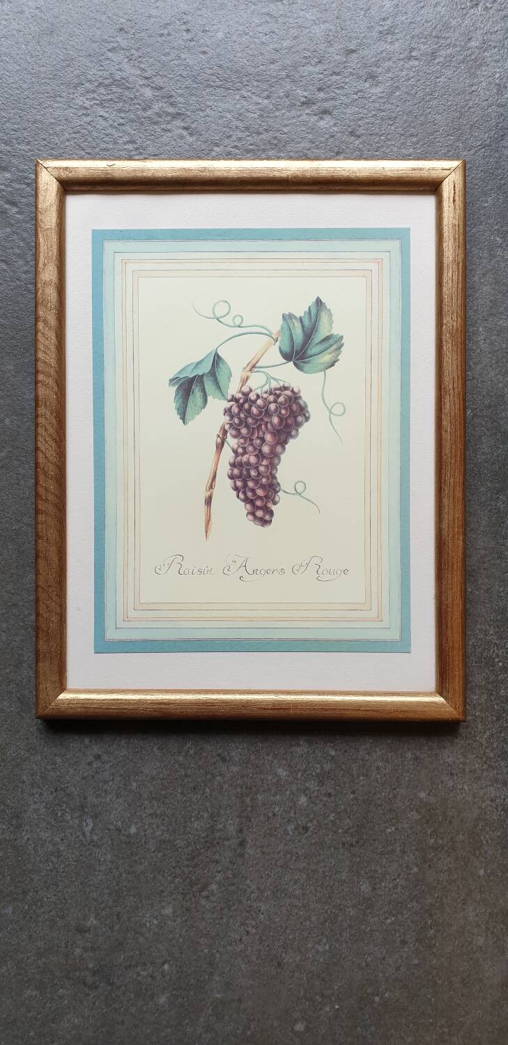 Planche botanique raisin d'Angers