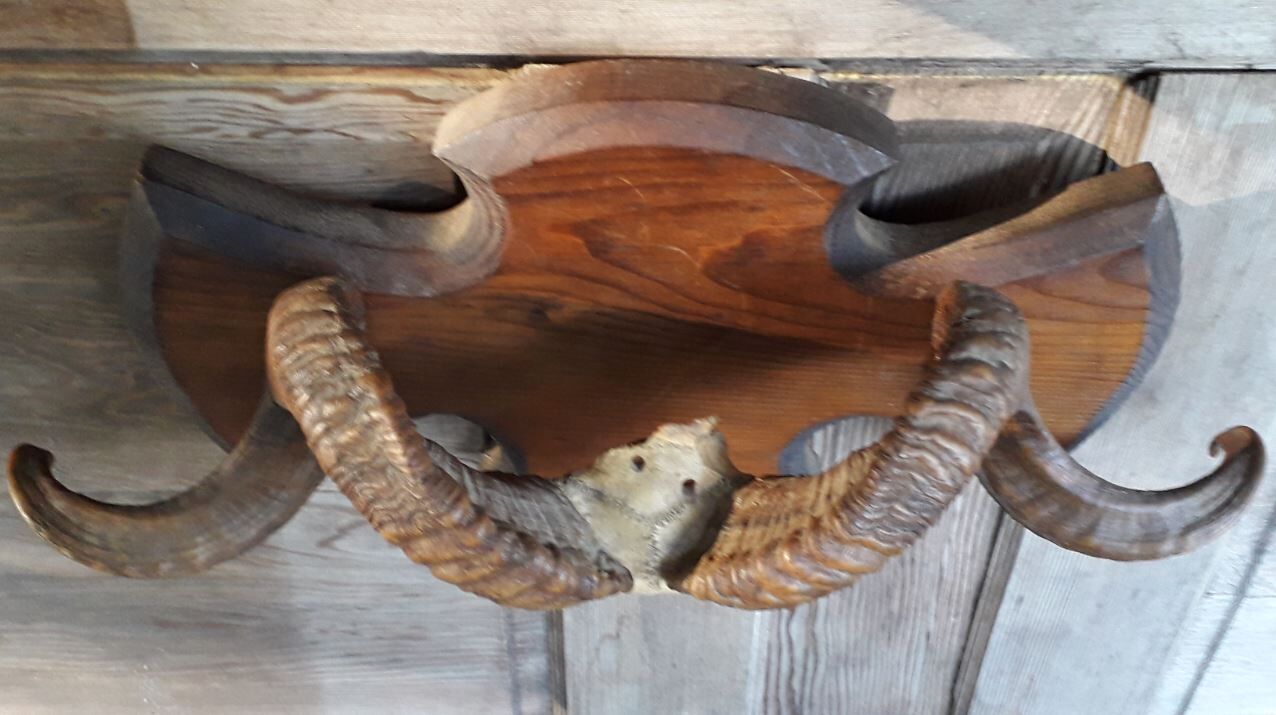 Massacre trophy ram mouflon pedestal wood