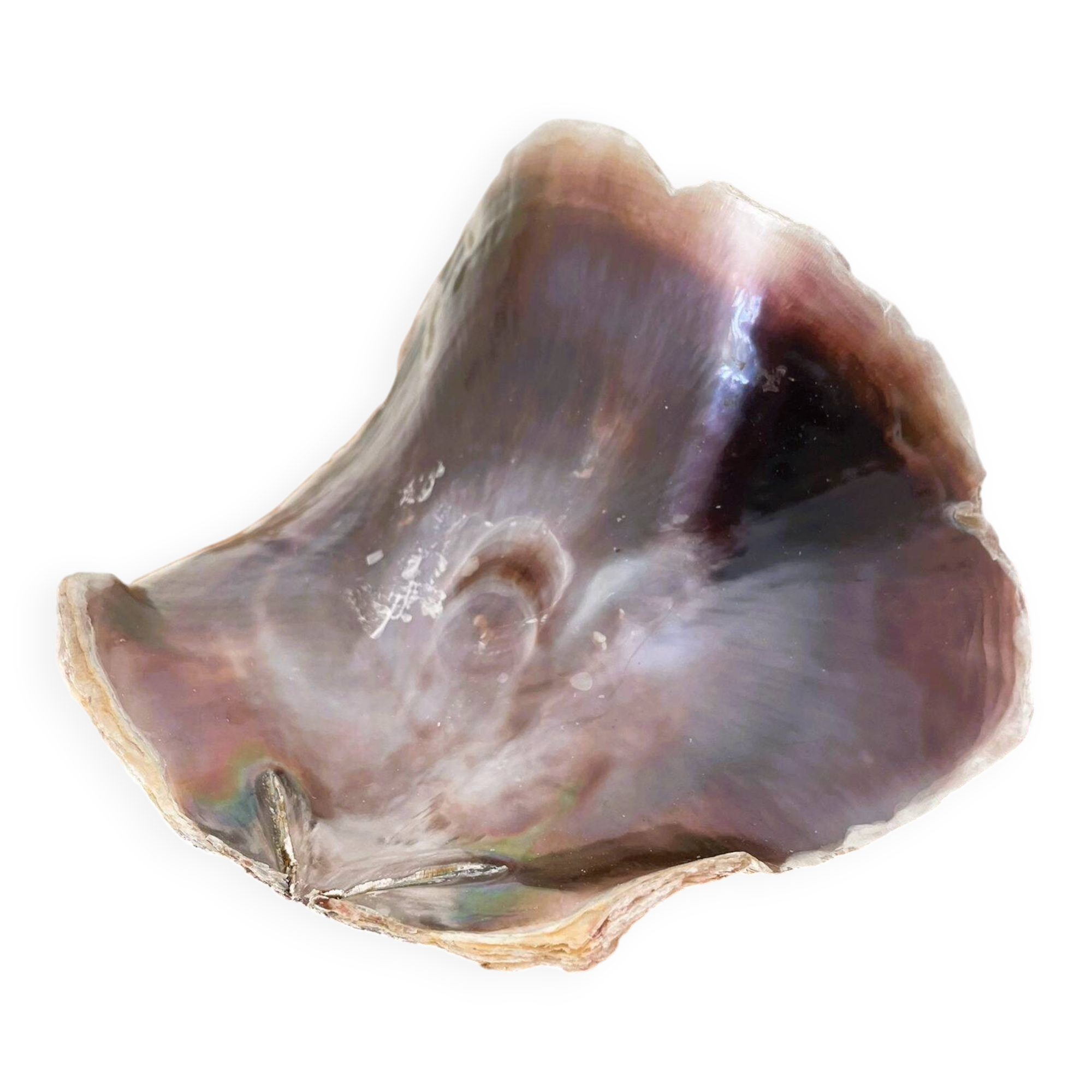 Large seashell: Placuna