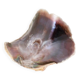 Large seashell: Placuna