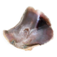 Large seashell: Placuna
