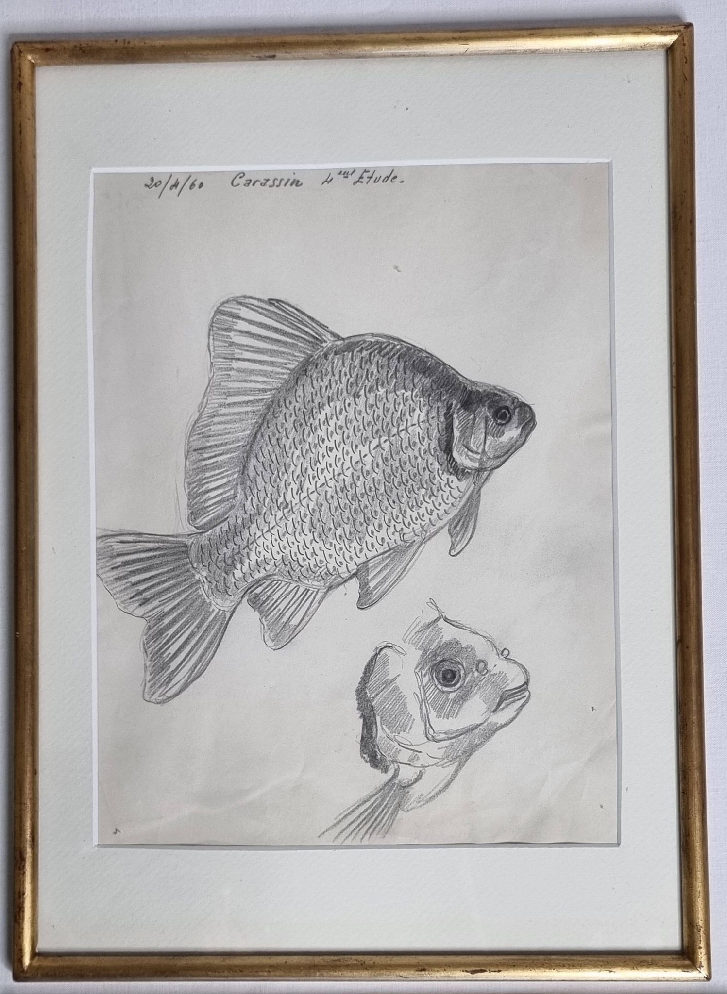 Original drawing by Marcel Bourgeois, 1960, Carassine, Graphite on paper