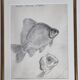Original drawing by Marcel Bourgeois, 1960, Carassine, Graphite on paper