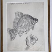 Original drawing by Marcel Bourgeois, 1960, Carassine, Graphite on paper