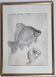 Original drawing by Marcel Bourgeois, 1960, Carassine, Graphite on paper