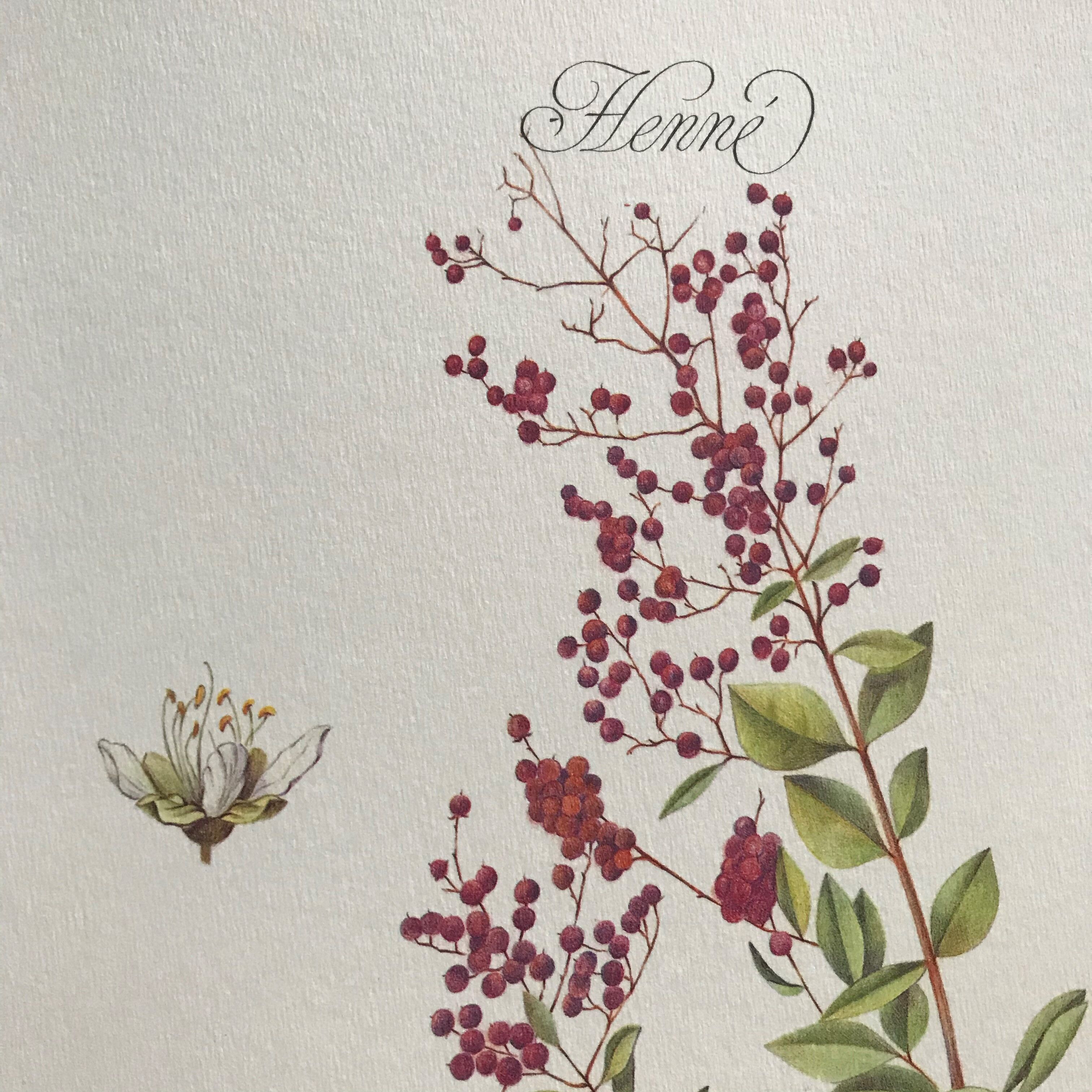 Botanical plank the Henné