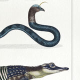 3 chimeras lithograph animal engraving