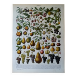 Lithographie originale sur les fruits