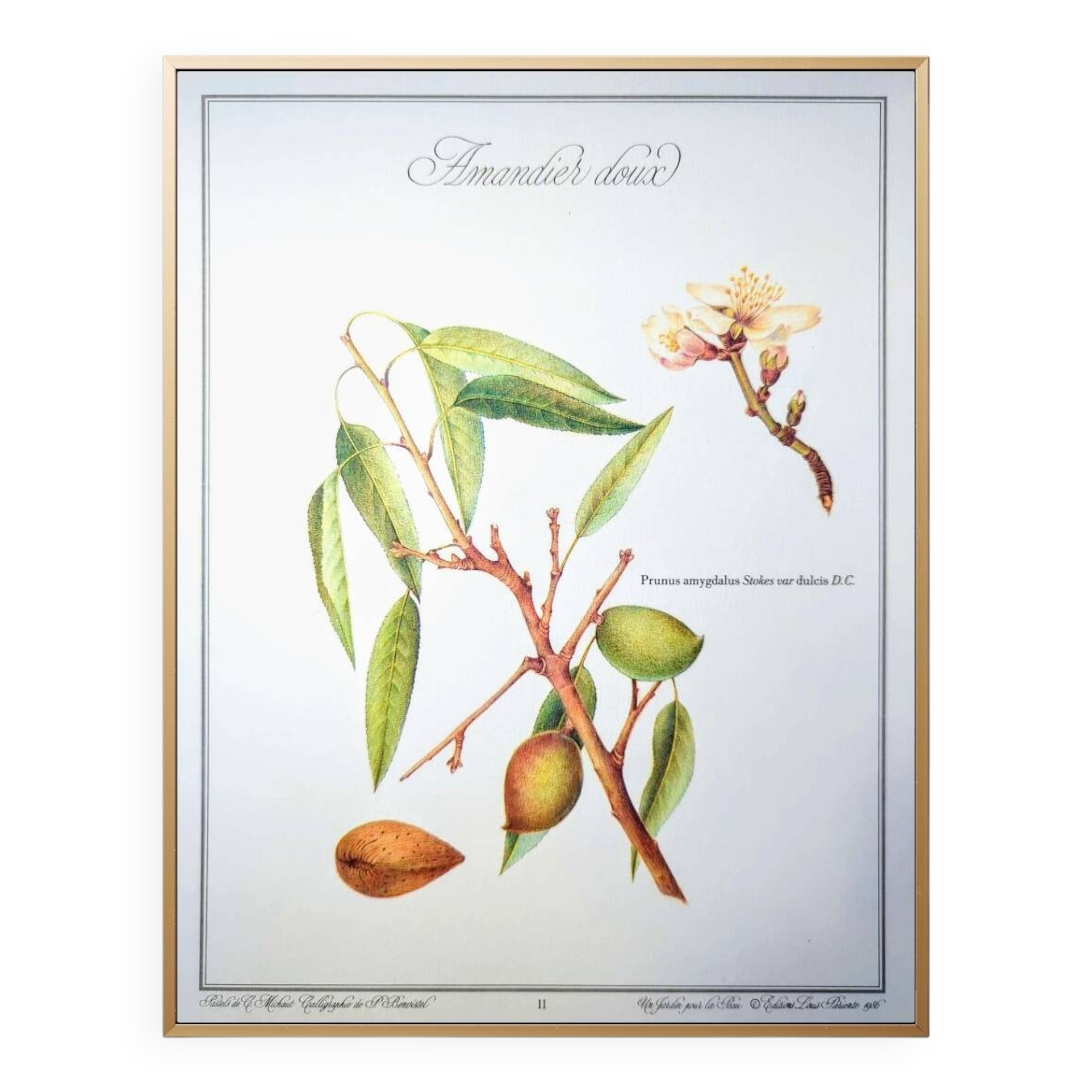 Printed in 1986, botanical plate of the Almond tree
