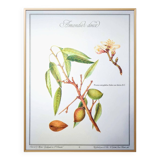 Printed in 1986, botanical plate of the Almond tree