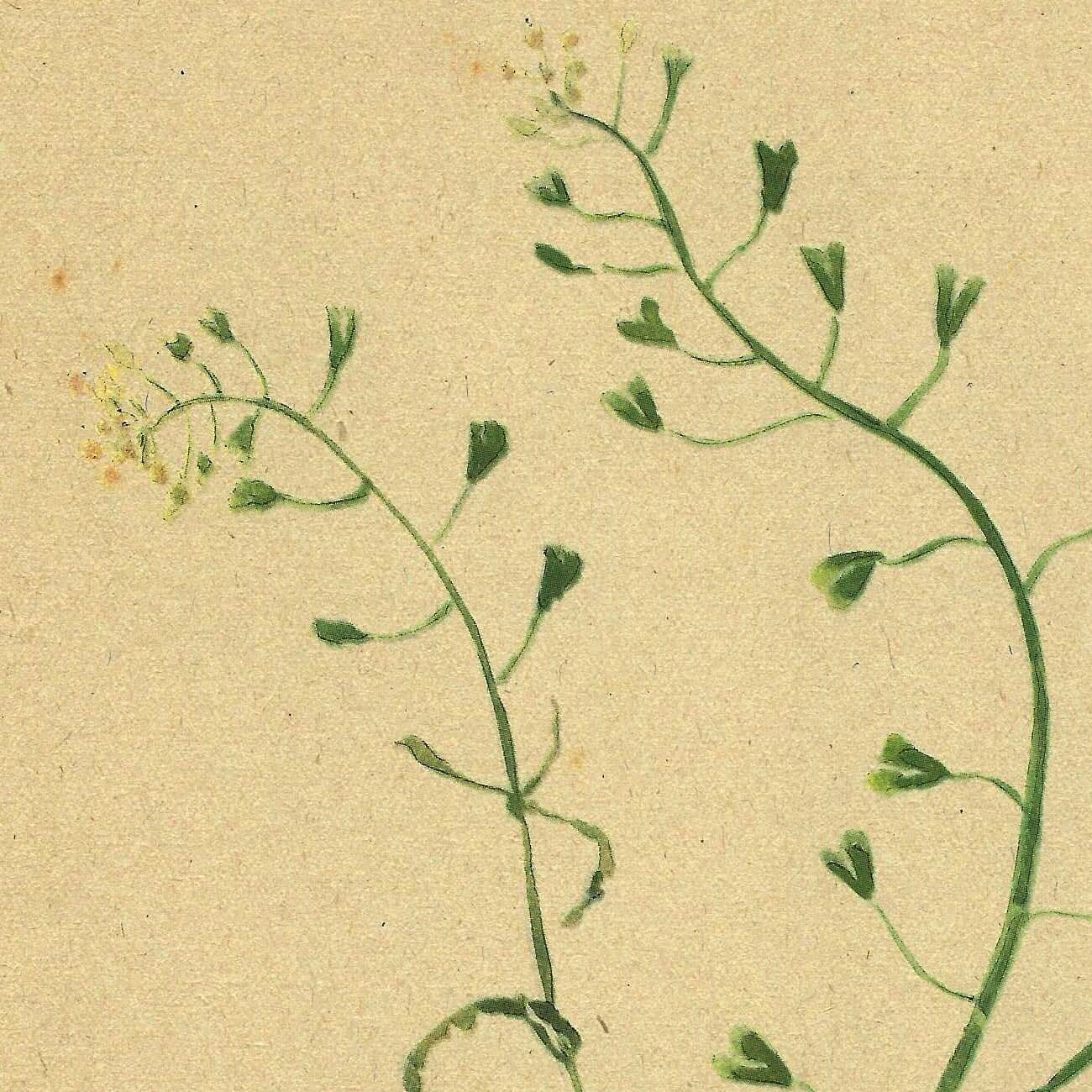 Antique illustration from 1948. Meadow flower by Strache. Shepherd's purse