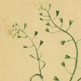 Antique illustration from 1948. Meadow flower by Strache. Shepherd's purse