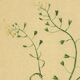 Antique illustration from 1948. Meadow flower by Strache. Shepherd's purse