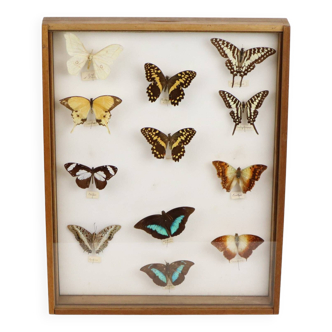 Présentoir à insectes monté sur taxidermie de papillons tropicaux encadrés colorés 12 pièces