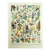 Old engraving 1928 - Flower and plant I by Millot - botanical plate