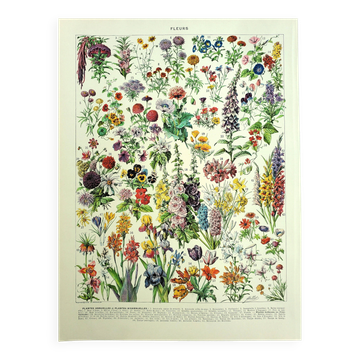 Old engraving 1928 - Flower and plant I by Millot - botanical plate