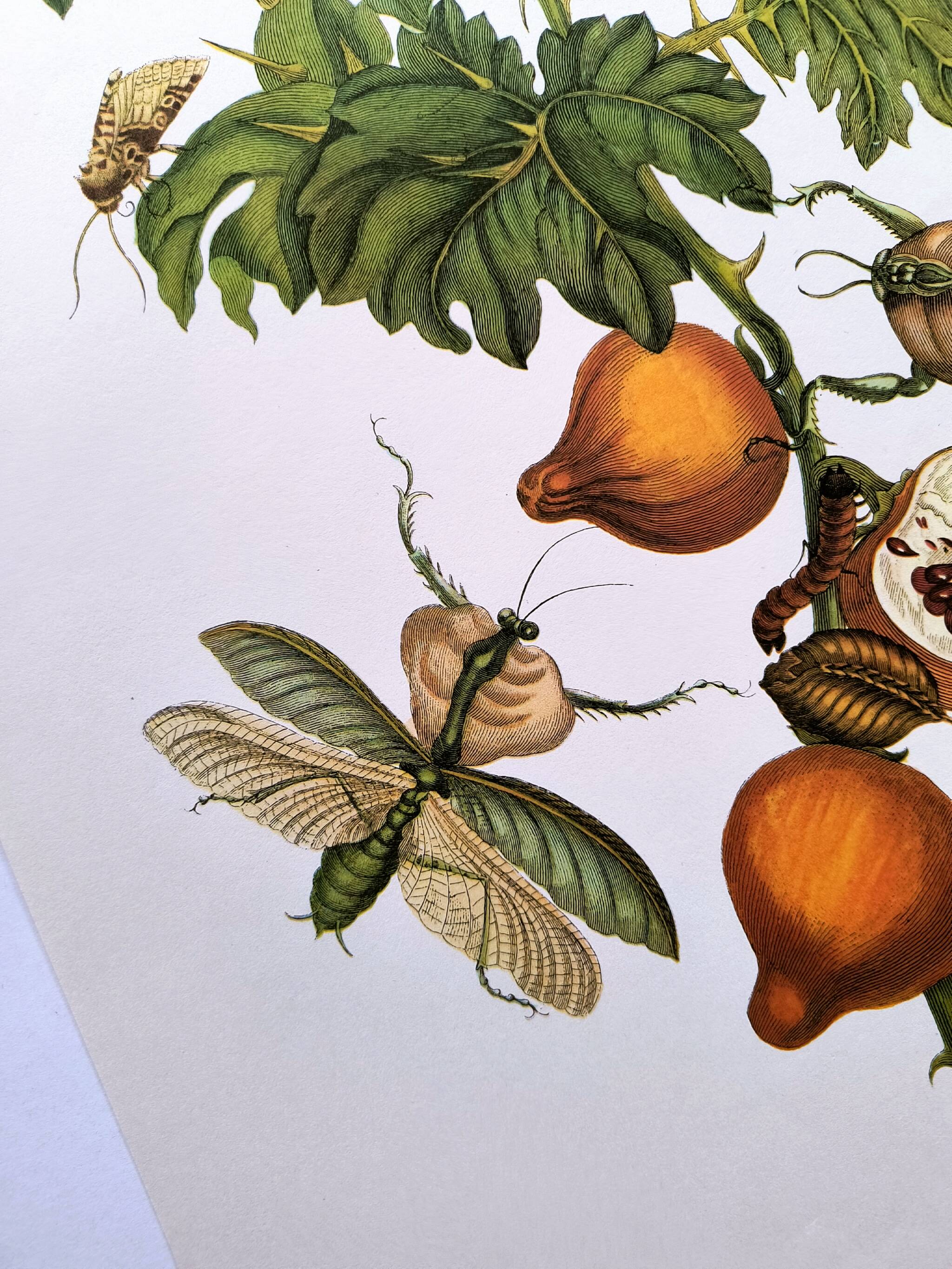 Vintage illustration - Pomegranate and insects - by Merian