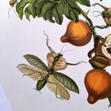 Vintage illustration - Pomegranate and insects - by Merian