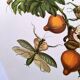 Illustration vintage -  Grenadier et insectes - par Merian. Planche