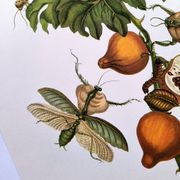Vintage illustration - Pomegranate and insects - by Merian