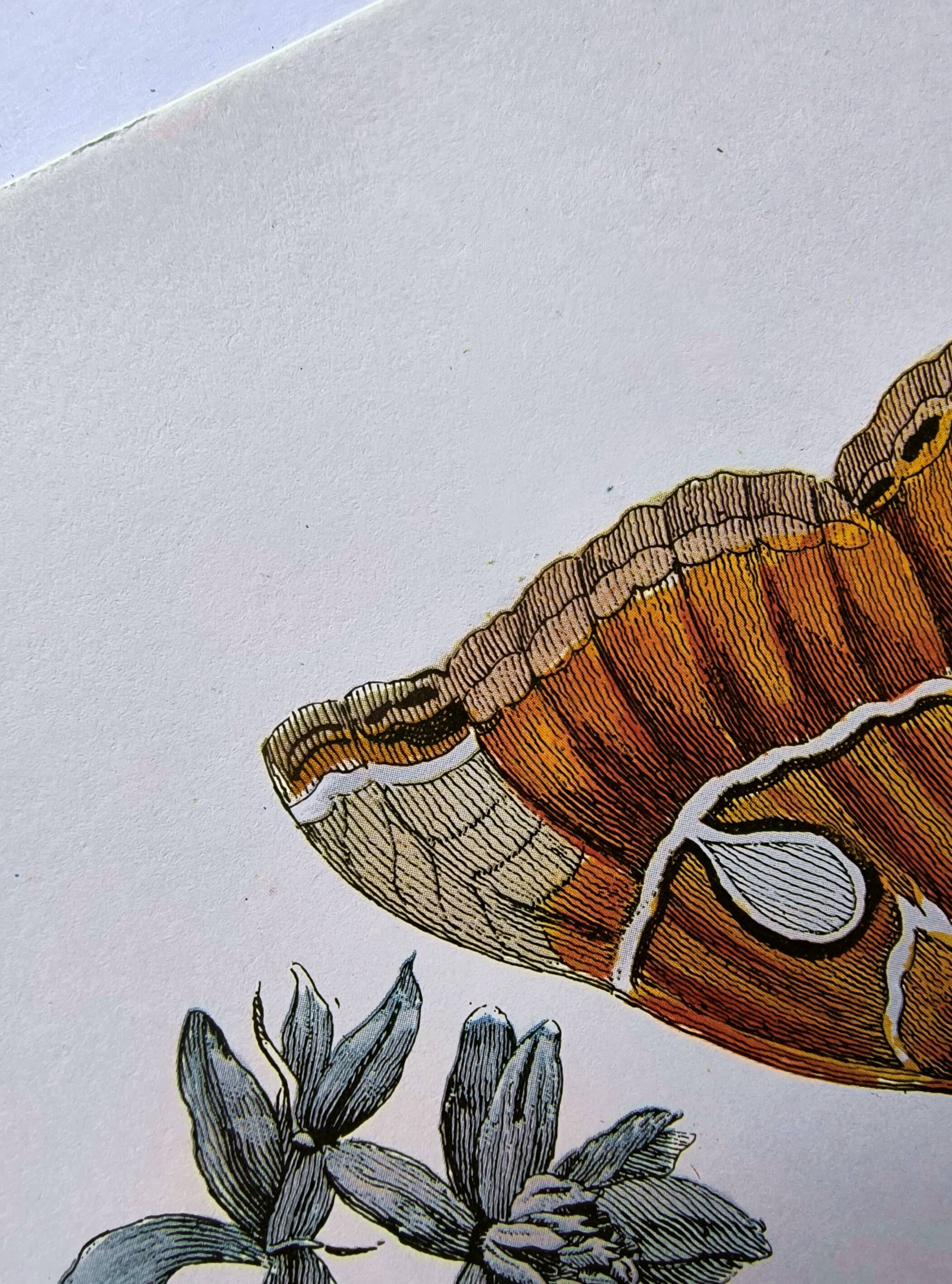 Vintage illustration Bitter orange tree and Atlas butterfly by Merian