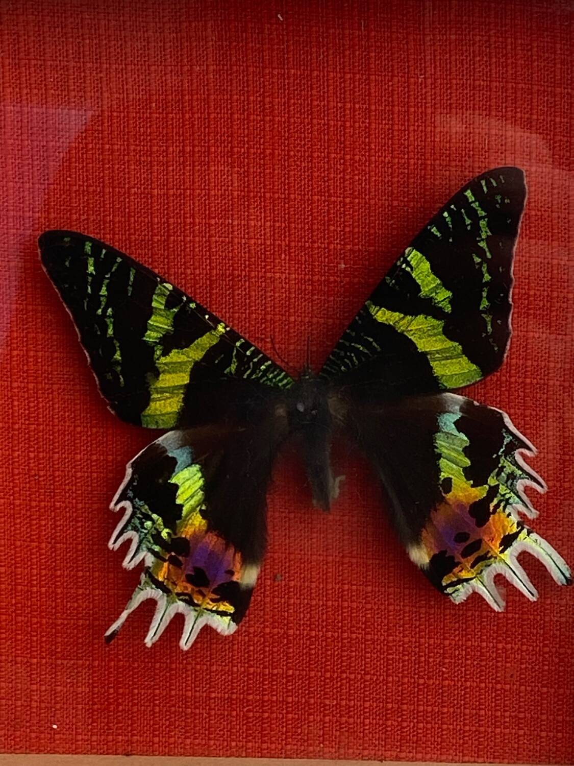 Naturalized butterfly under glass Uranus Ripheus