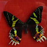 Naturalized butterfly under glass Uranus Ripheus