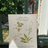 Botanical plank "Tisane against mild diarrhea"