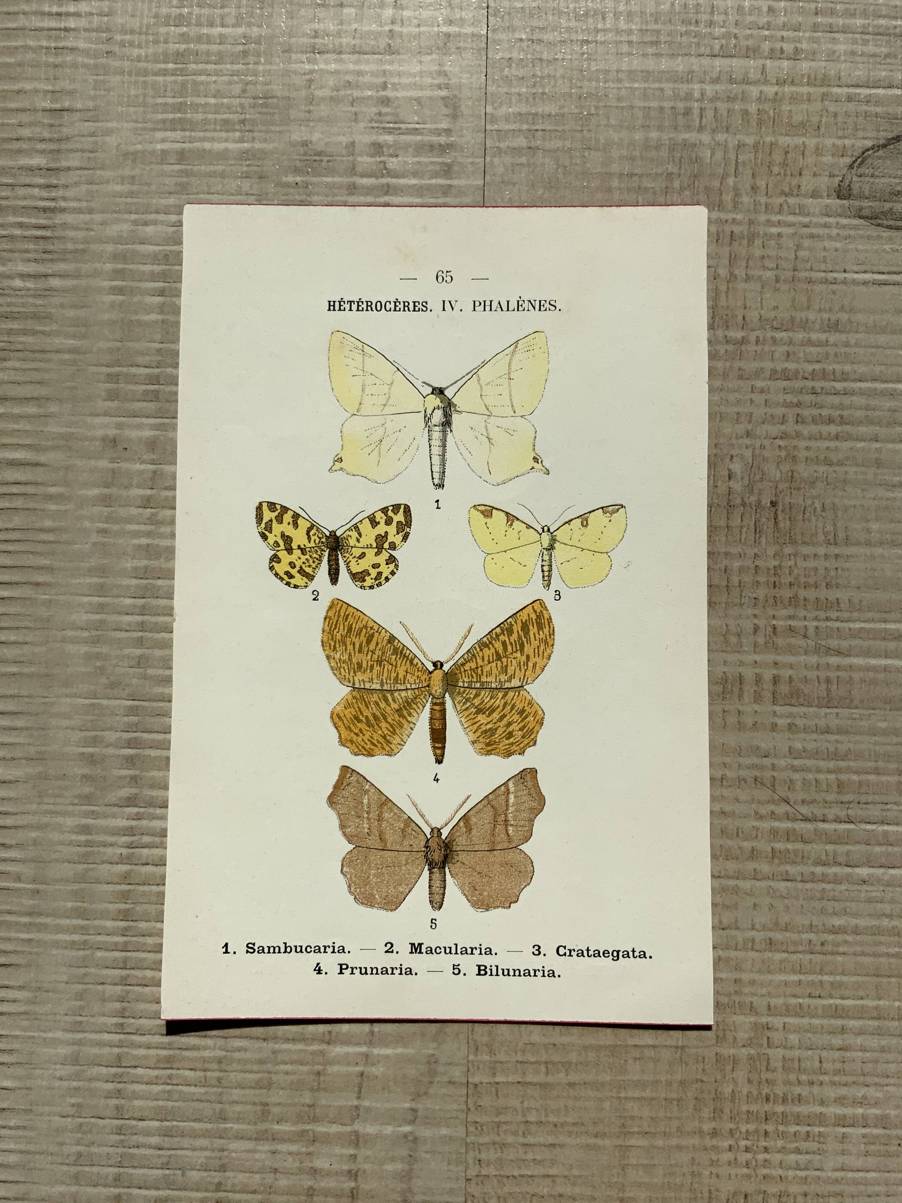 Vintage botanical plate antique engraving 1903 naturalistic work butterflies