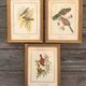 Trio of ornithological boards