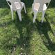 Paire de chaises Stamp Henry Massonnet vintage