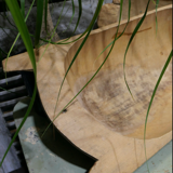 Wooden hollow dish