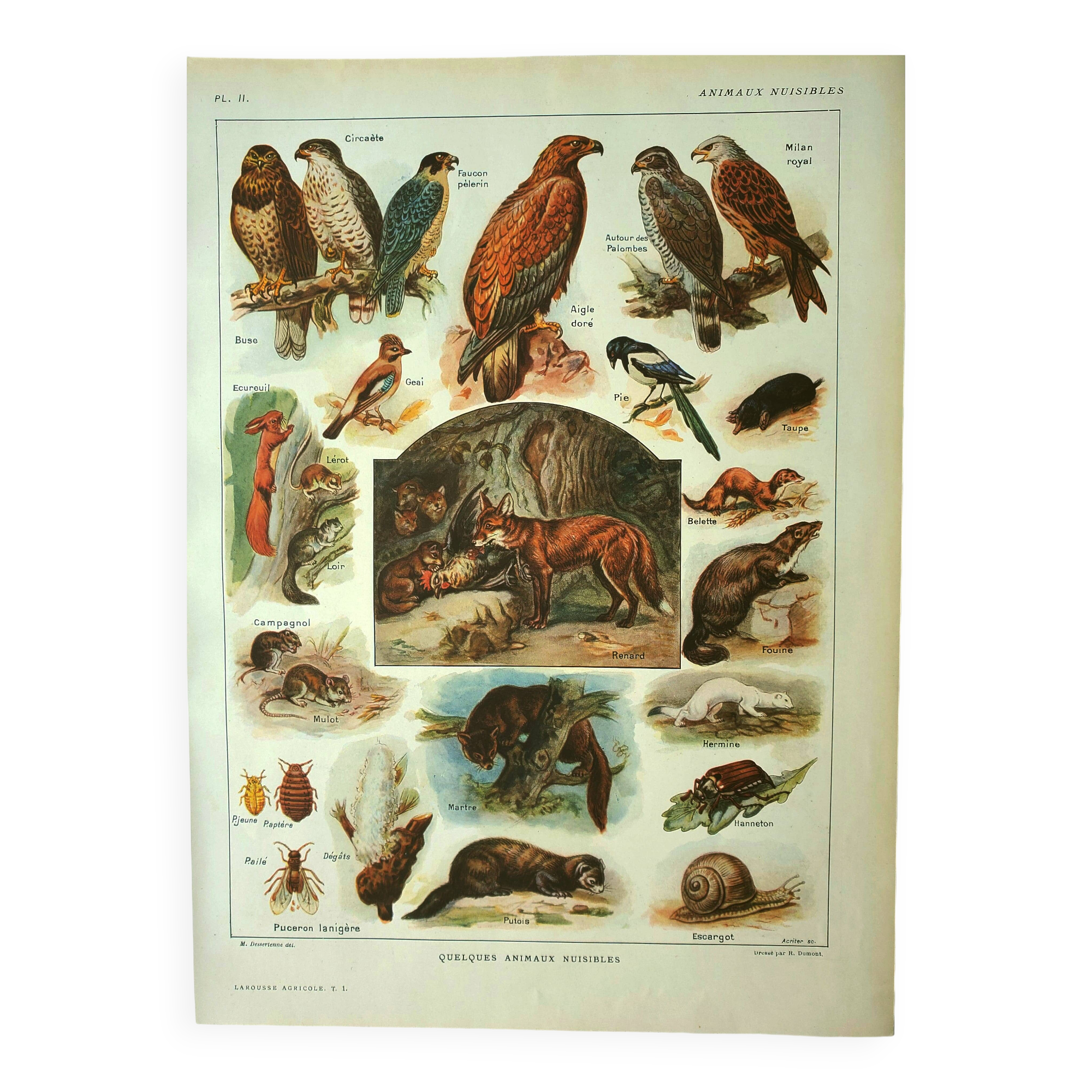 Old lithograph 1921 M. Dessertenne - Wild animals called "harmful"