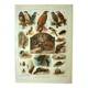 Old lithograph 1921 M. Dessertenne - Wild animals called "harmful"