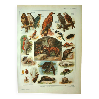 Old lithograph 1921 M. Dessertenne - Wild animals called "harmful"