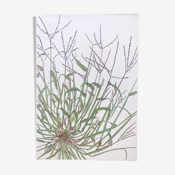 Vintage botanical board - Crabgrass - Plant engraving