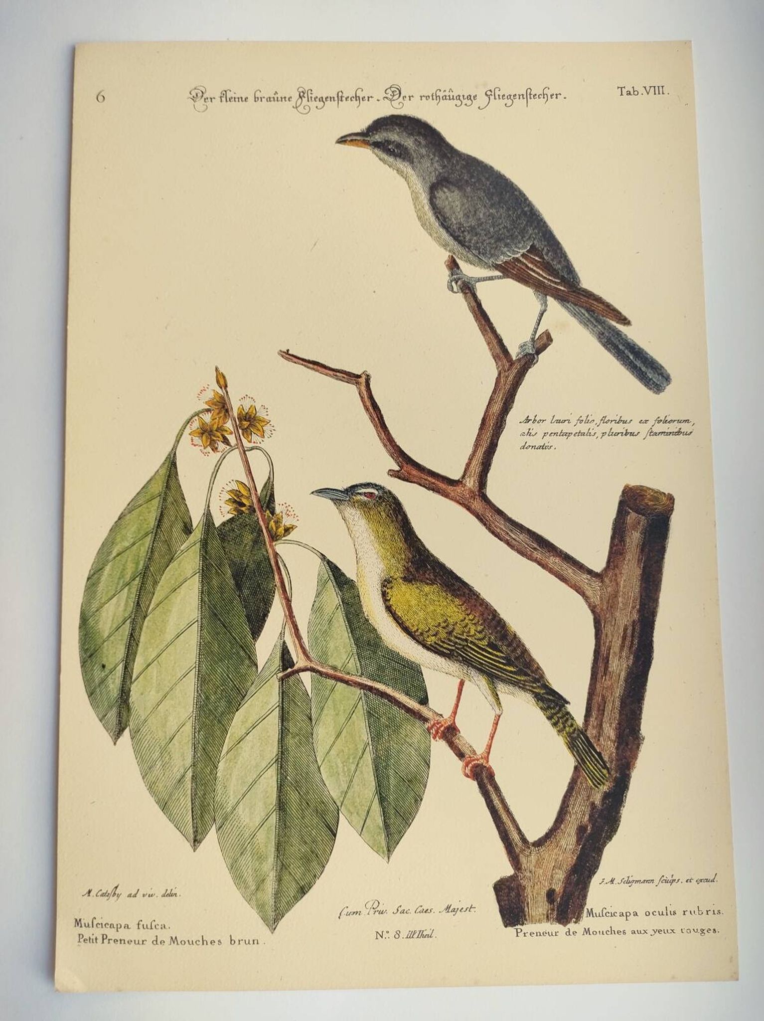 Gravure ancienne oiseau  -Preneur de Mouche- Planche zoologique de Seligmann & Catesby