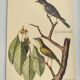 Old bird engraving - Fly Catcher - Zoological plate by Seligmann & Catesby